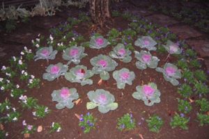 gardening_img024